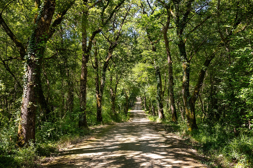 photo foret